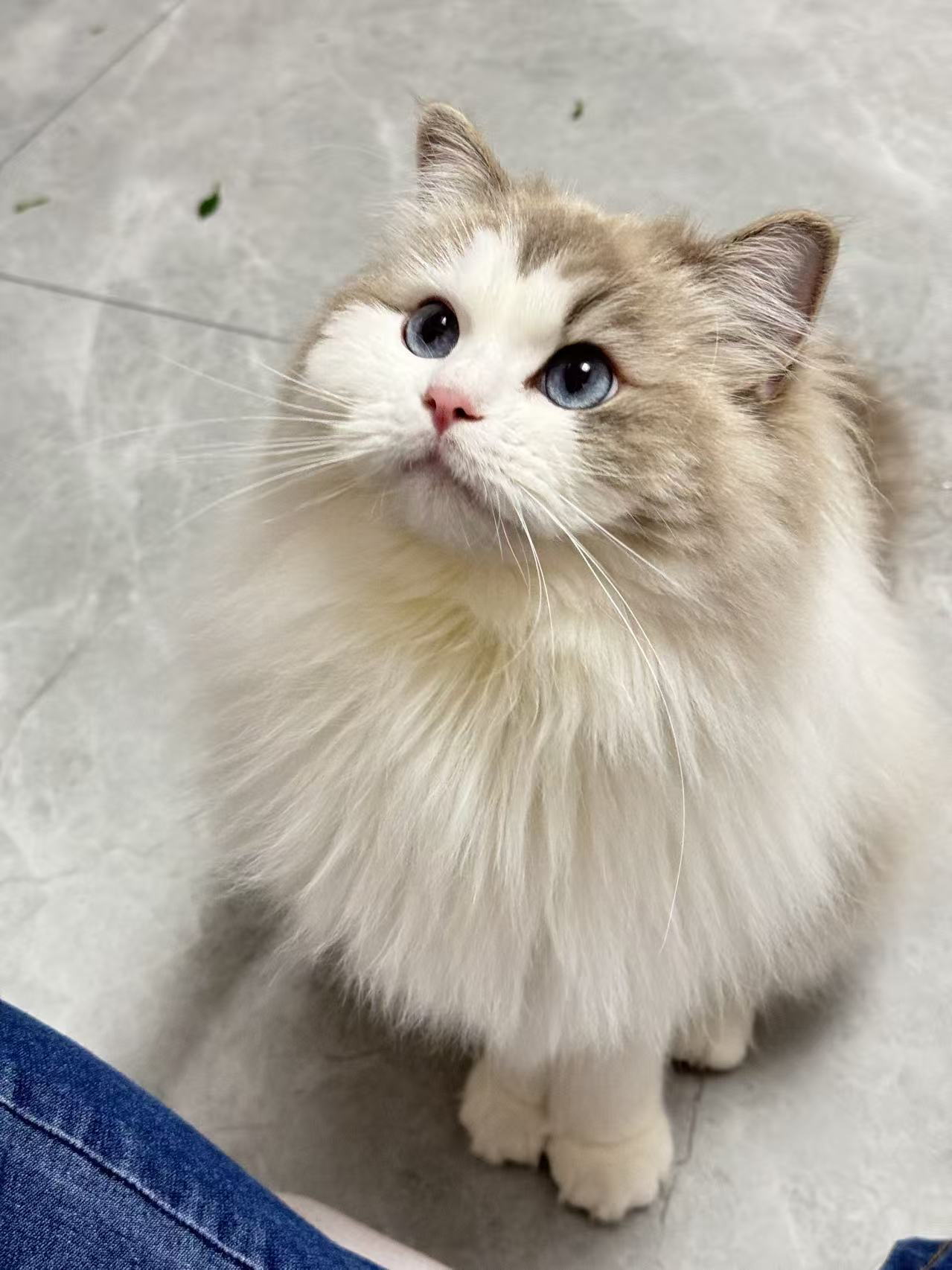 猫咪小卷的生活照片