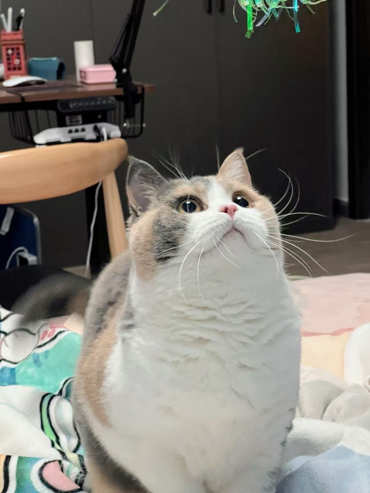 猫咪小葵的生活照片